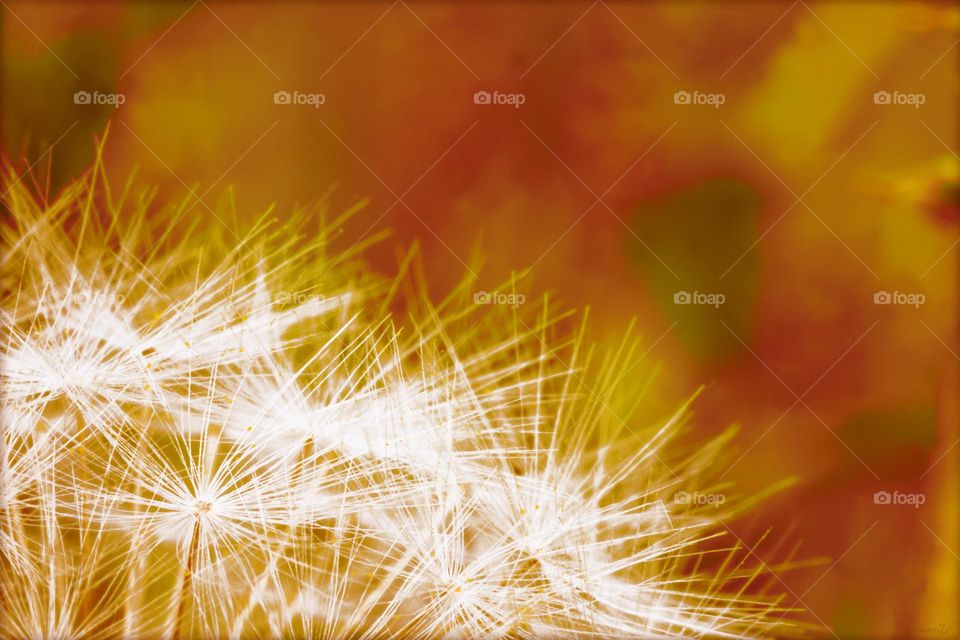 Beautiful flower close up shooting background summer blossom nature therapy