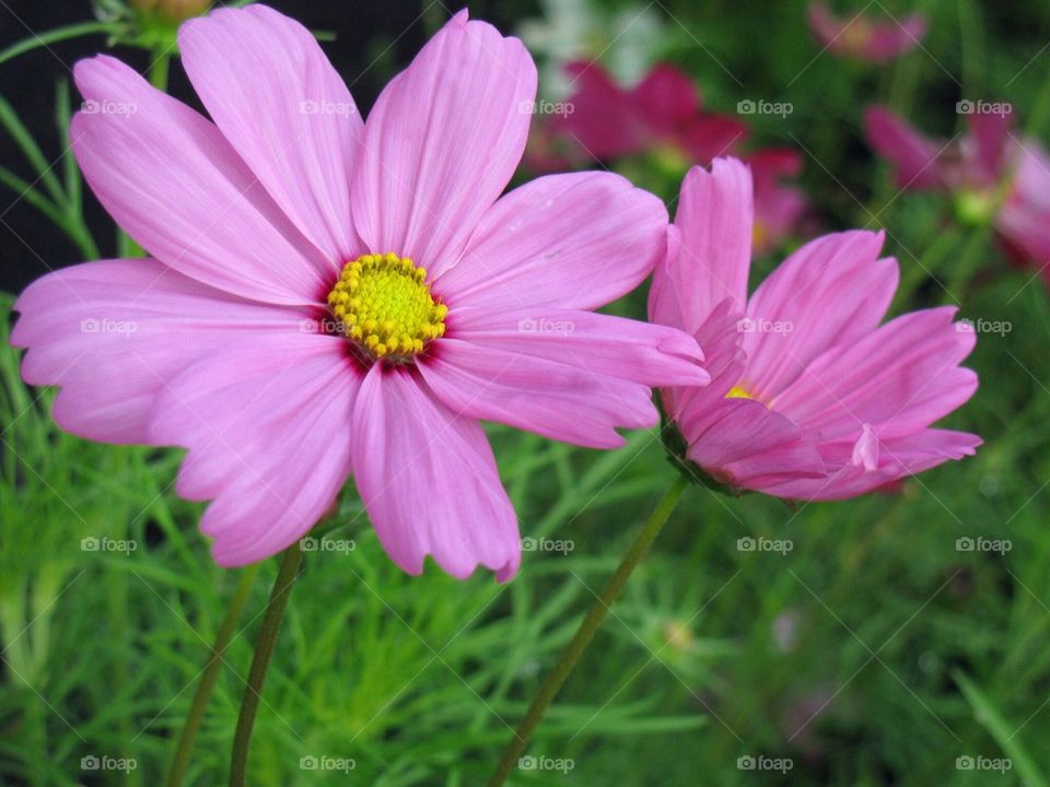 Pink Flowers