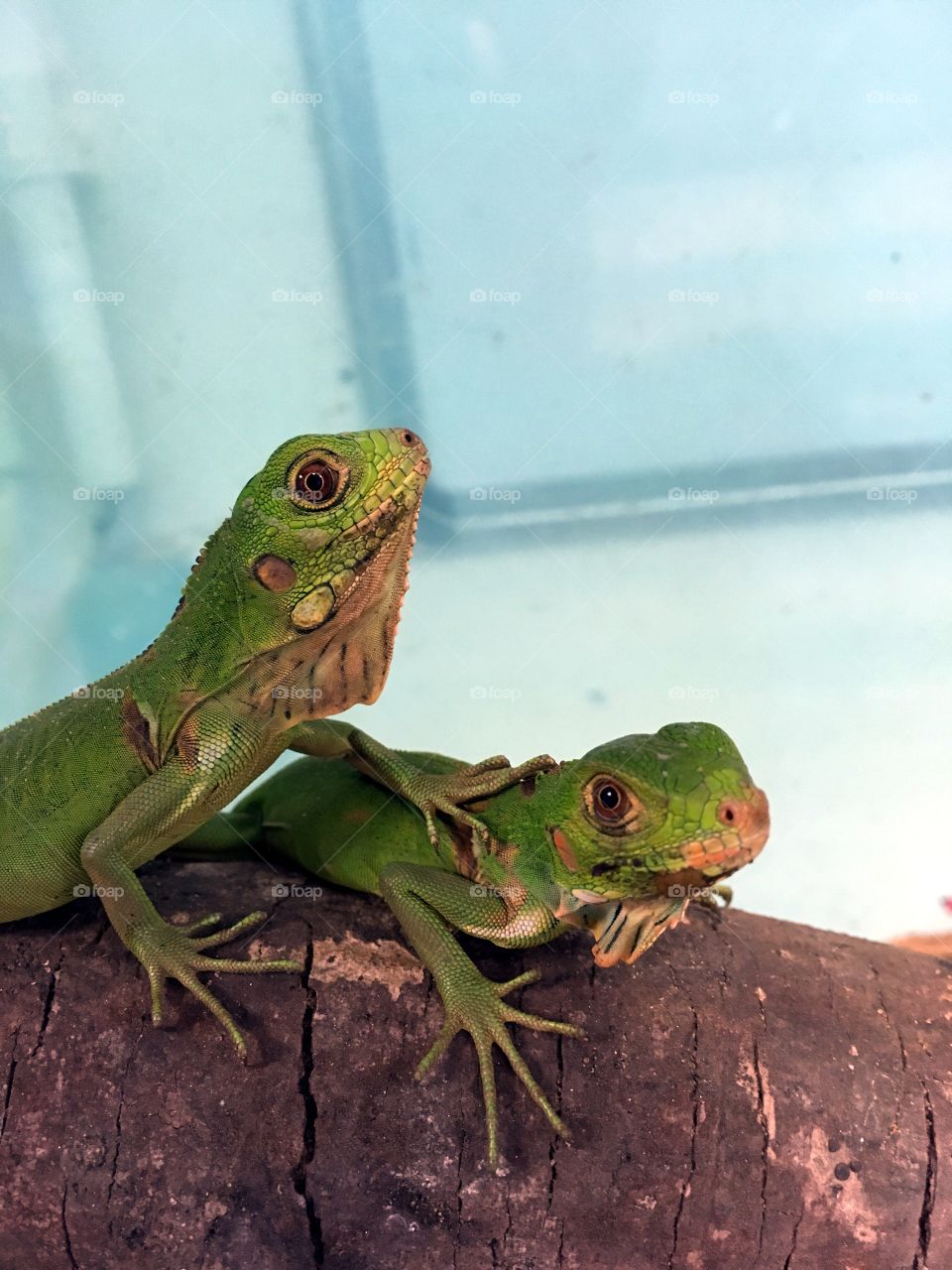 2 Green iguana