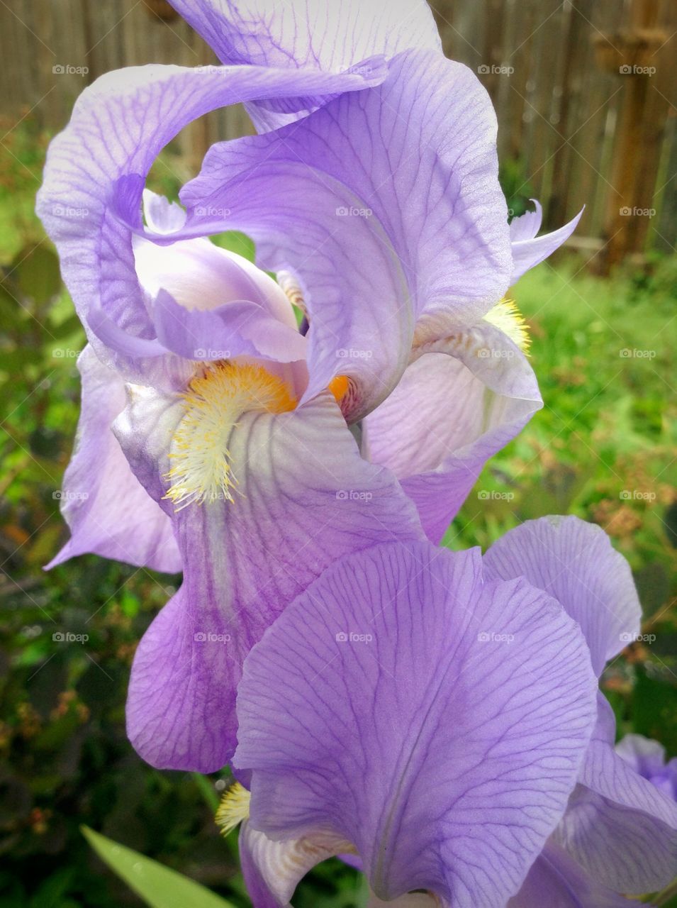 Violets . Iris in my garden...