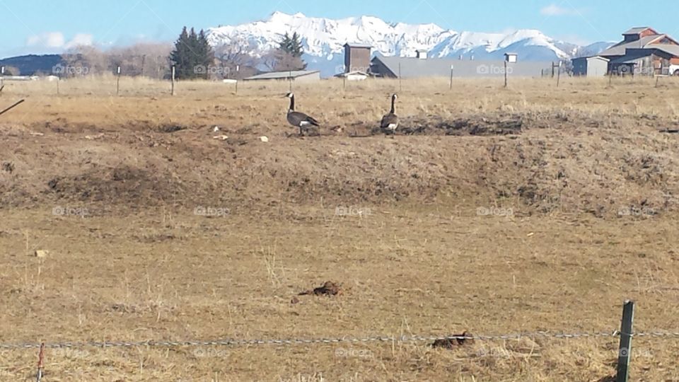 Canadian geese in Colorado