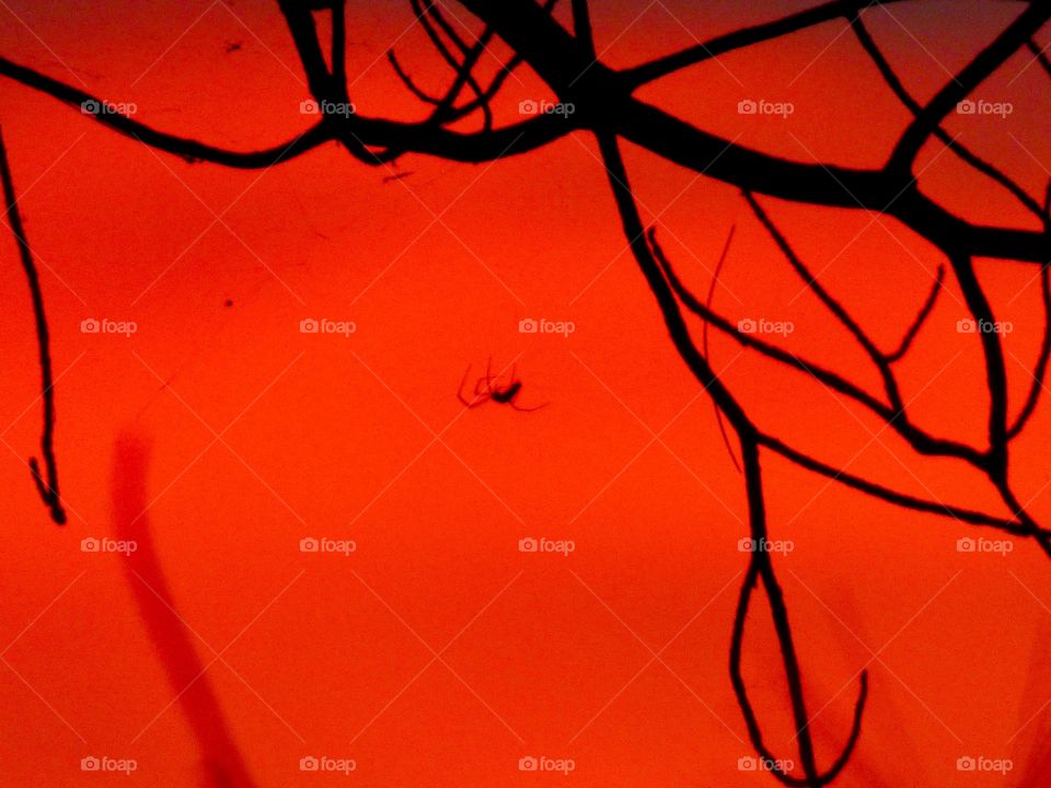 Spider at sunset