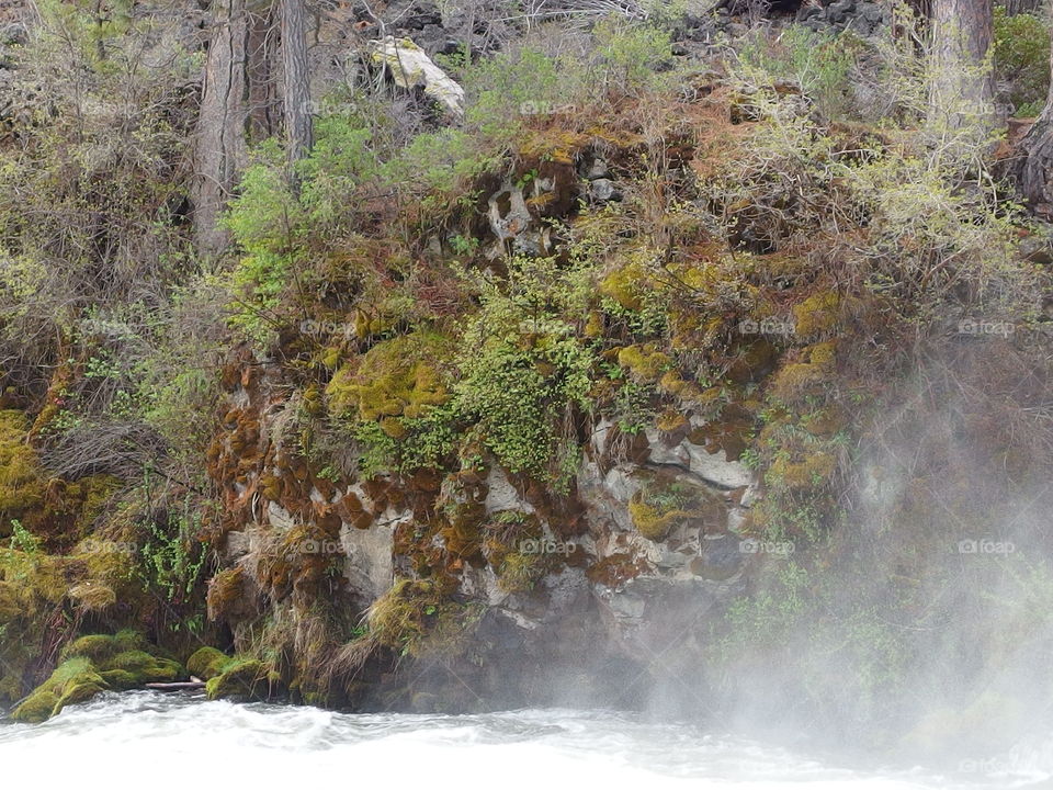 The roaring waters of the Deschutes River at Dillon Falls in the forest with spring runoff rushing through its rock canyon covered in hardened lava rock, moss, bushes, and ponderosa pine trees.