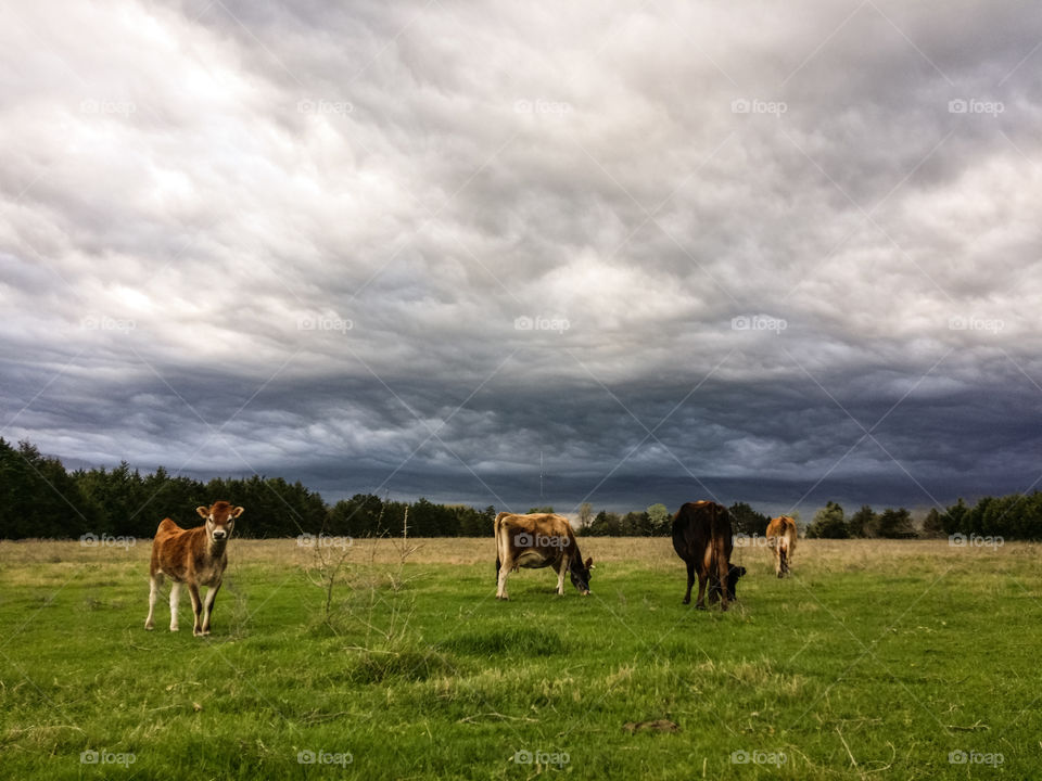 Spring Storm