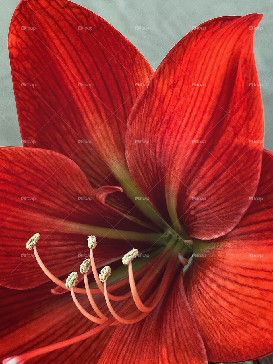 Red amaryllis flower