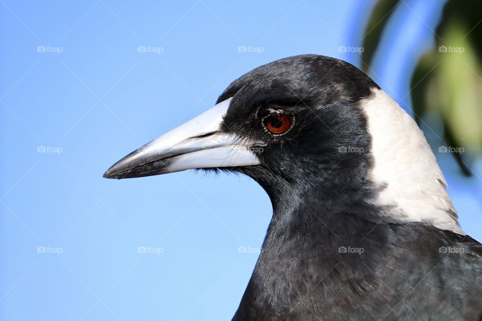 Magpie profile shot head and breast intensity 