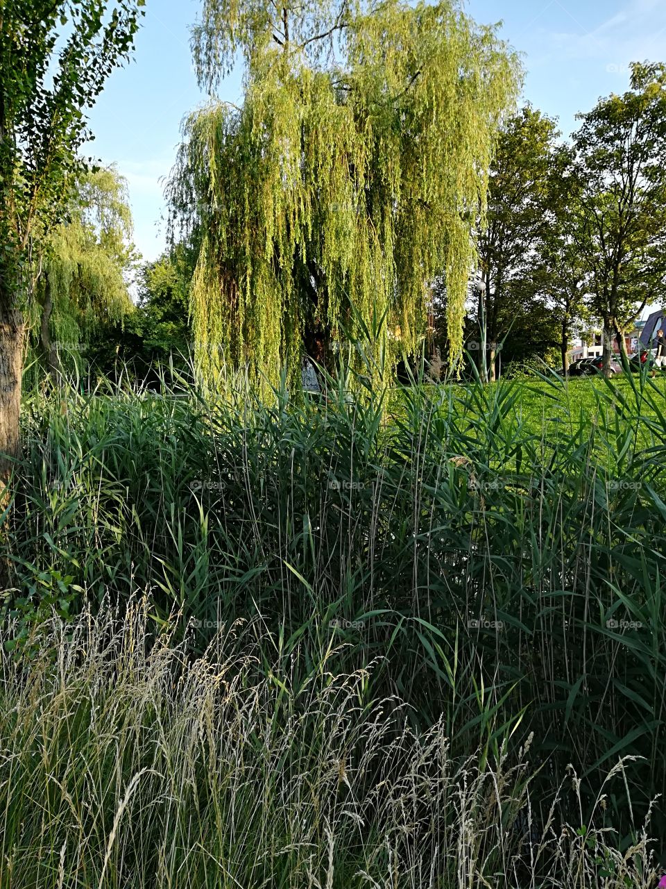 Weeping willow