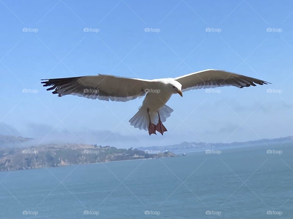 As the fog starts to burn off in the San Francisco Bay, a seagull prepares to land.