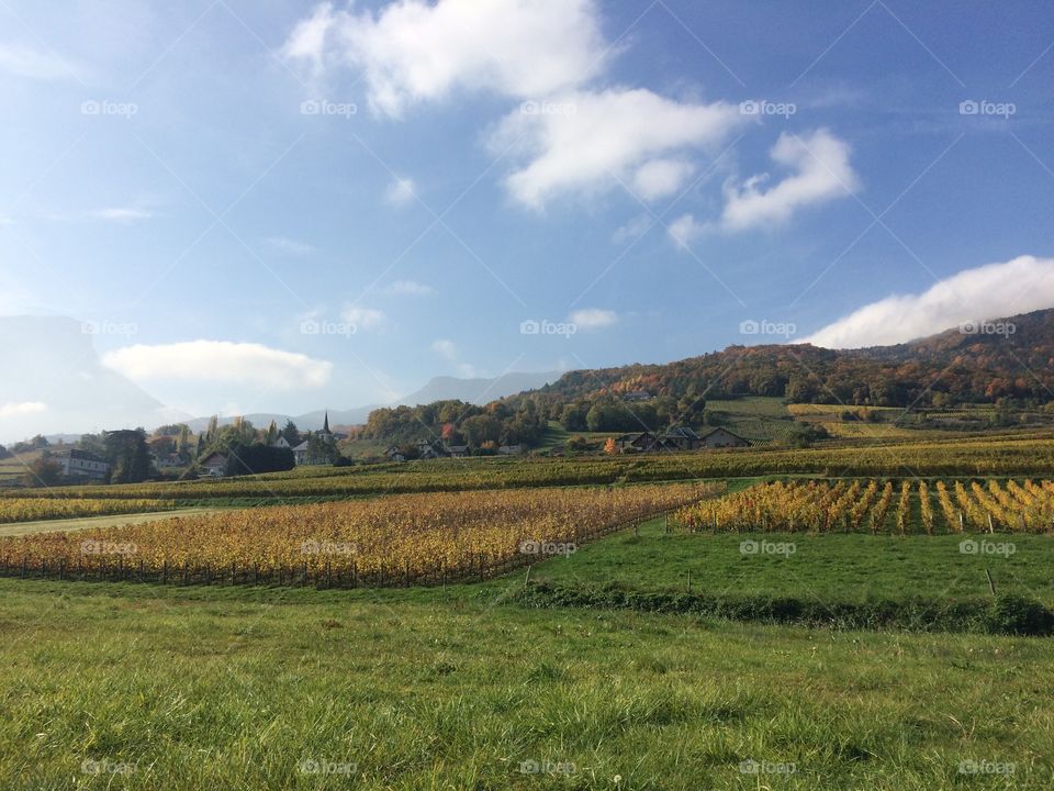 Vineyard and sky 