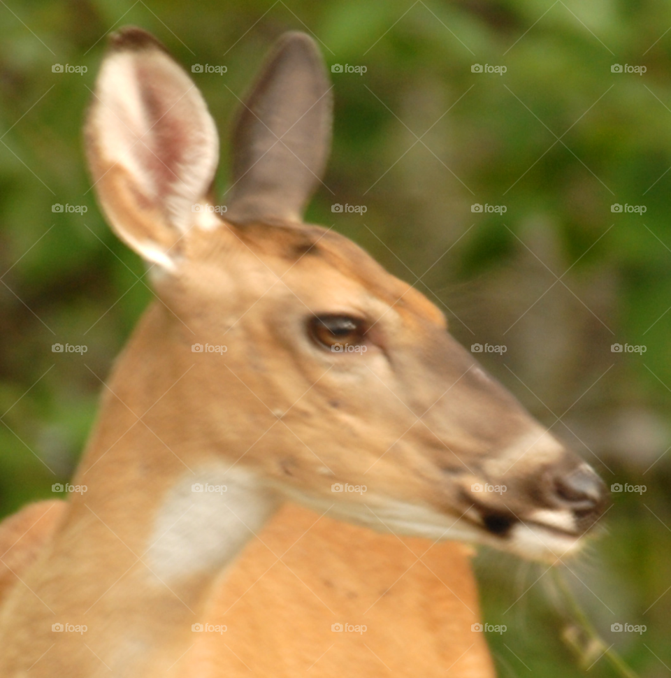 face profile deer doe by lightanddrawing