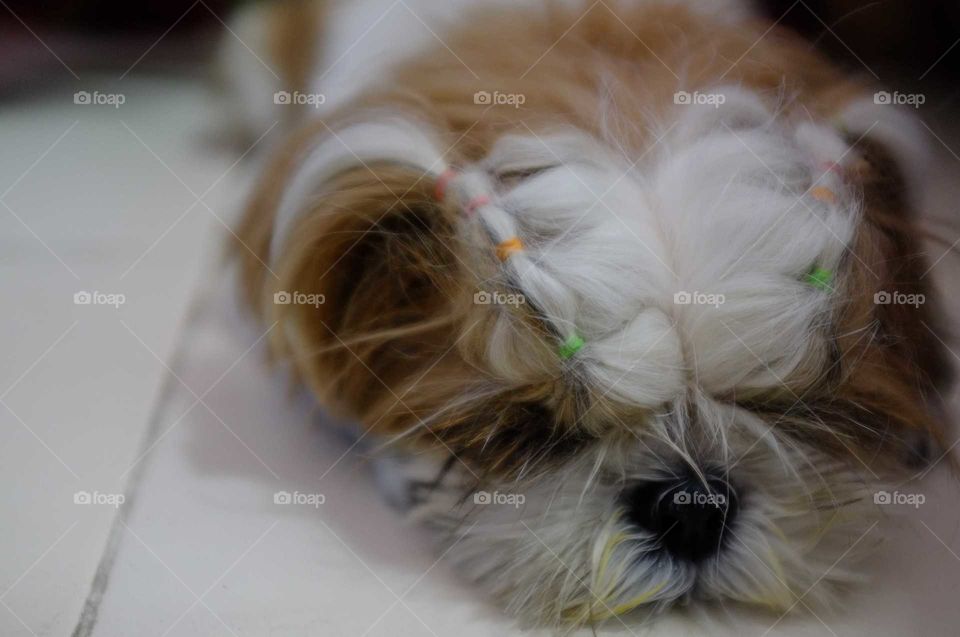 ทิกเกอร์เป็นหมาที่น่ารักมากฉันรักมันที่สุด