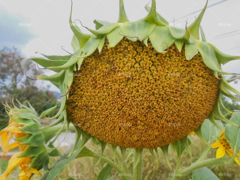 Young Sunflower Seeds