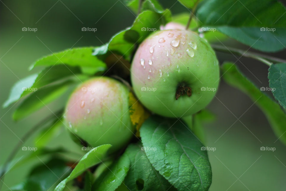 Apple after rain 