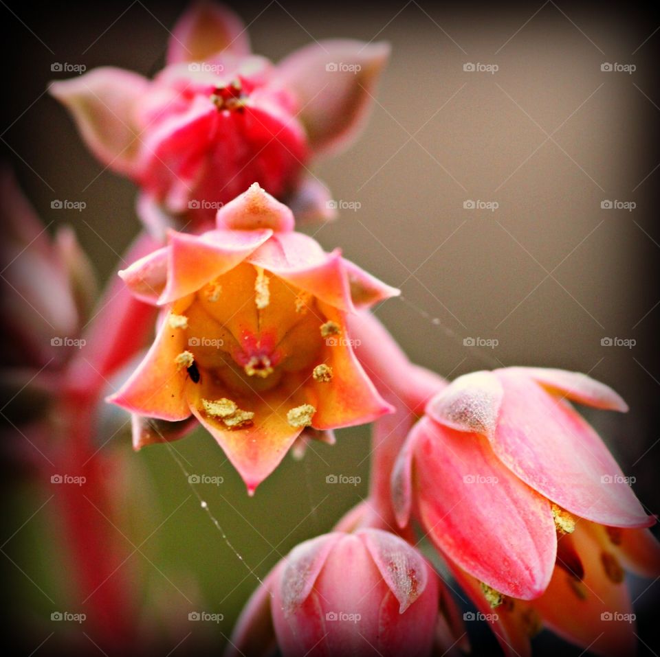 Flower up close, with spider web