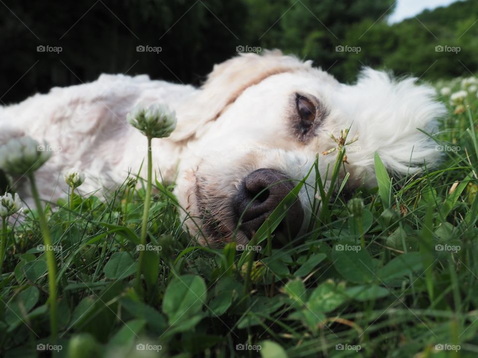 A pup in green grass 