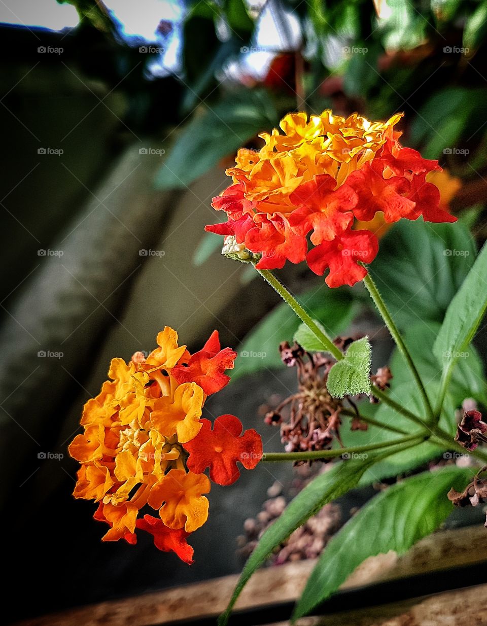 Office little flowers