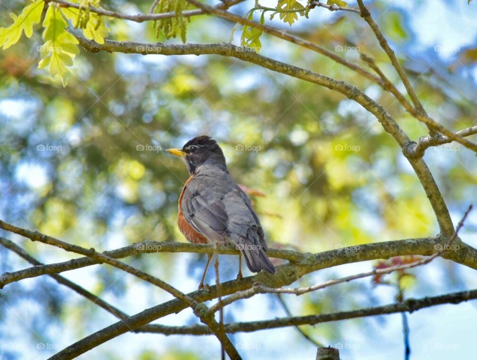 Birds ,robin,animals,wildlife 