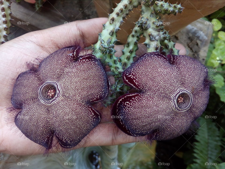 Edithcolea grandis blooms