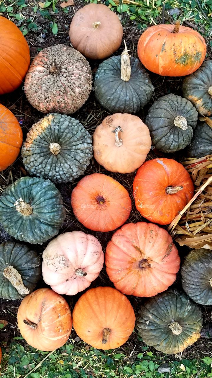 pretty pumpkins