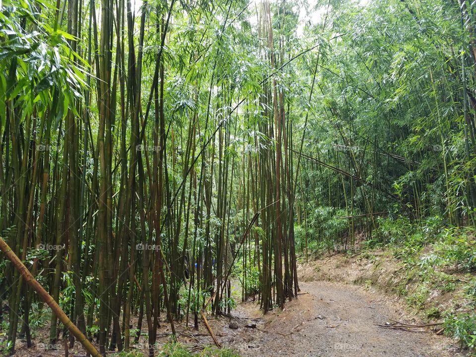 Bamboo forest