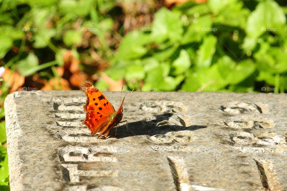Nature, Insect, Summer, Outdoors, No Person