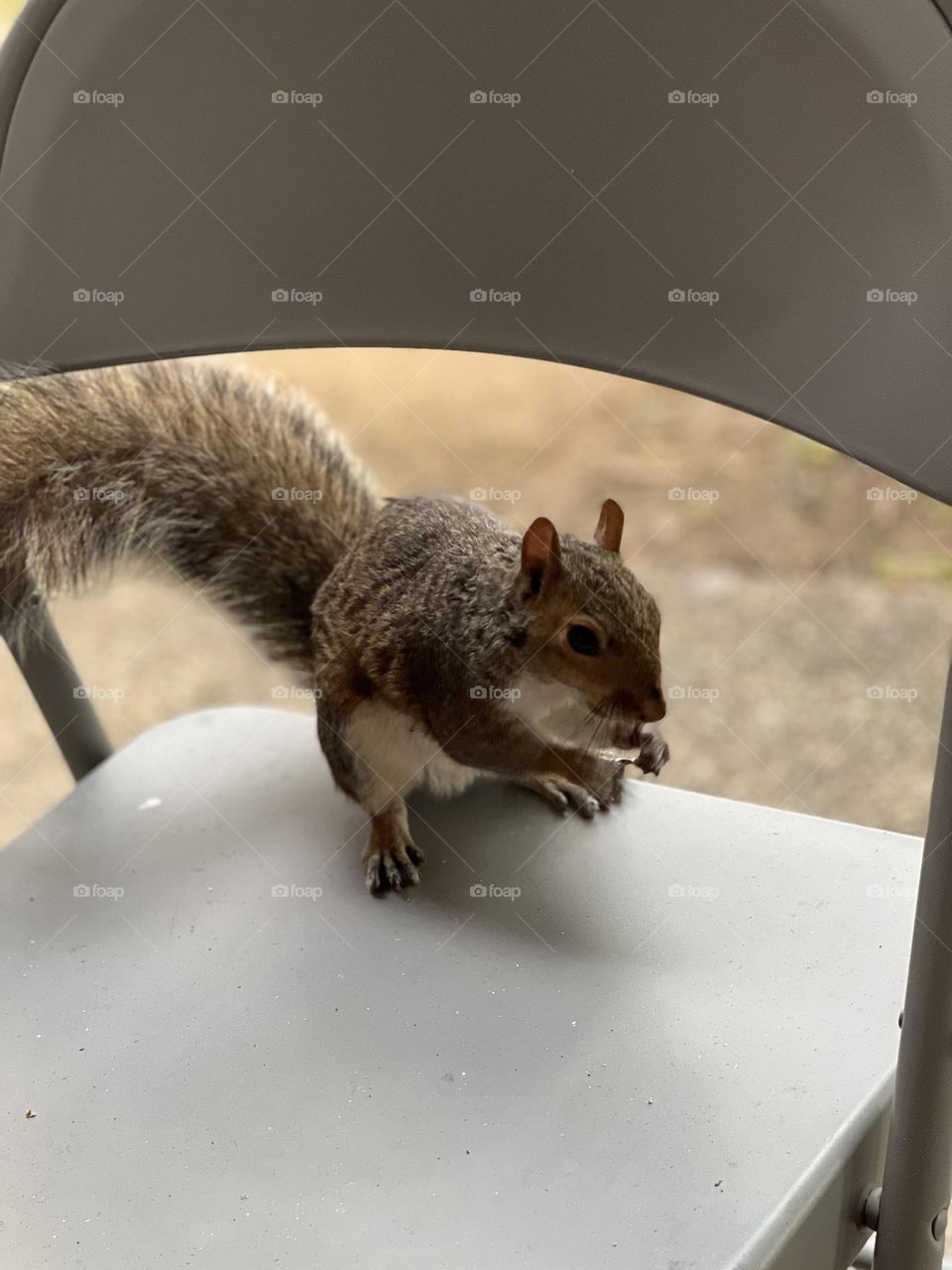 Squirrel
