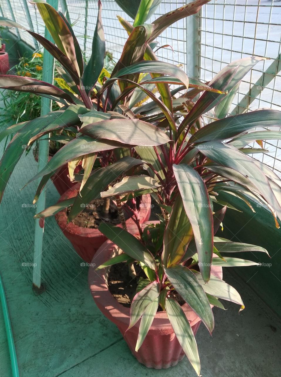 green plant shurb small in size fresh seasonal looking very beautiful