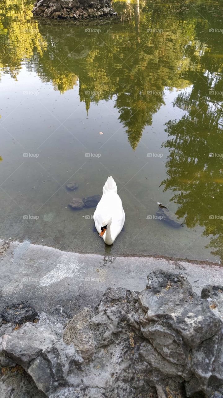swan in a pond
