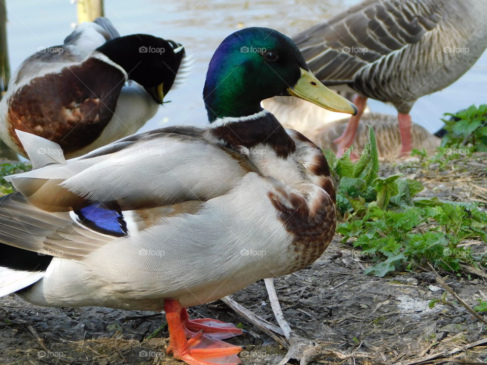 Mallard Duck