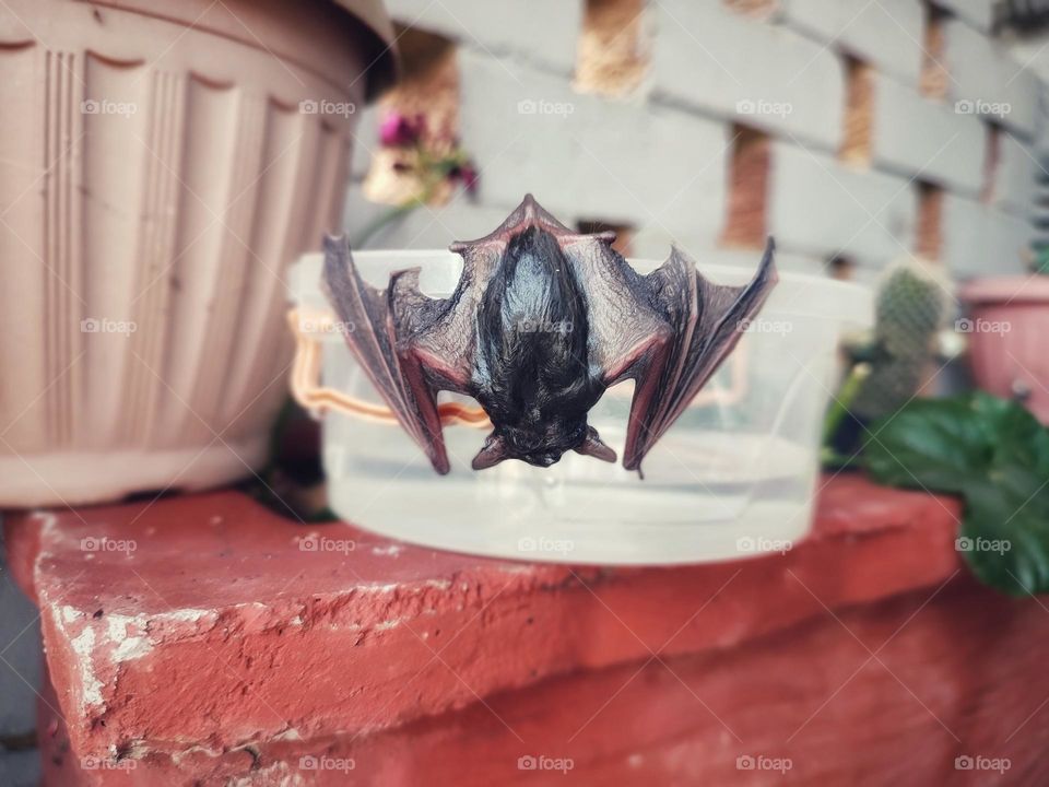 A wet bat,hanging