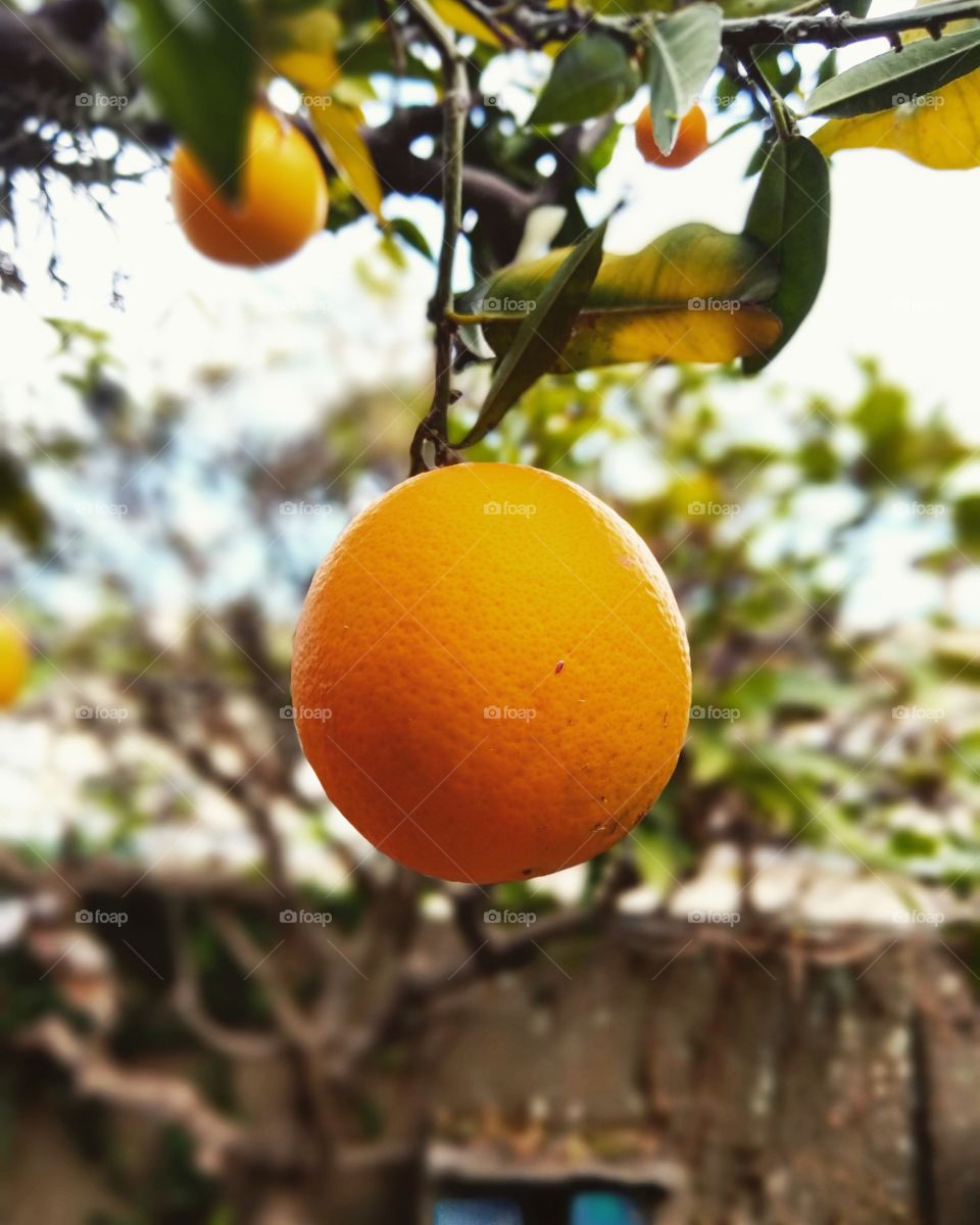 Orange tree