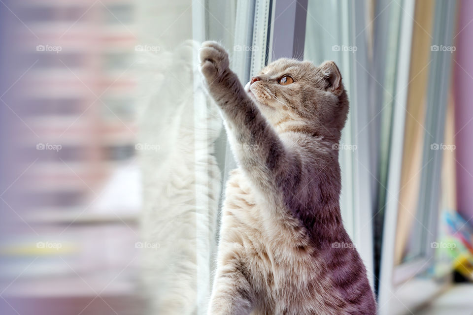 Cute scottish fold kitten reaching out to something through the window