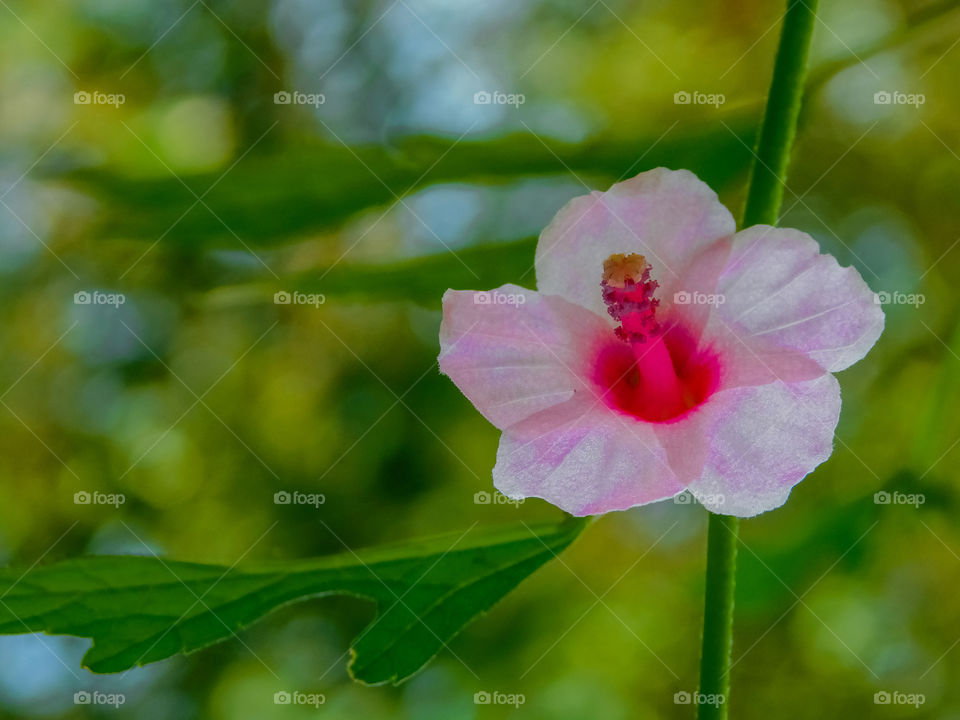 Flower - Beautiful pink colour flower with pollengrains having green blurred bookeh effects background.