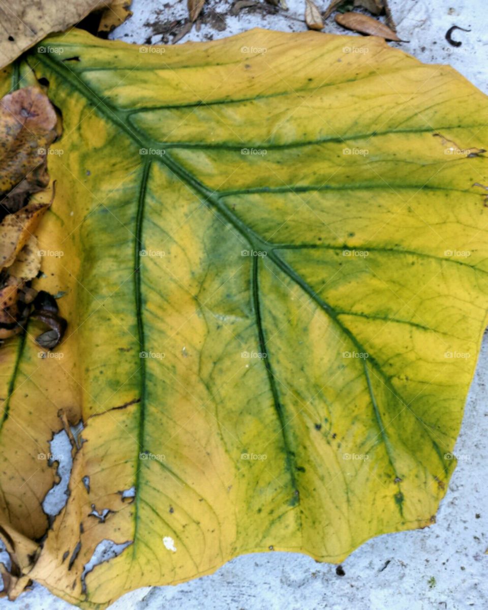 elephant ear. elephant ear