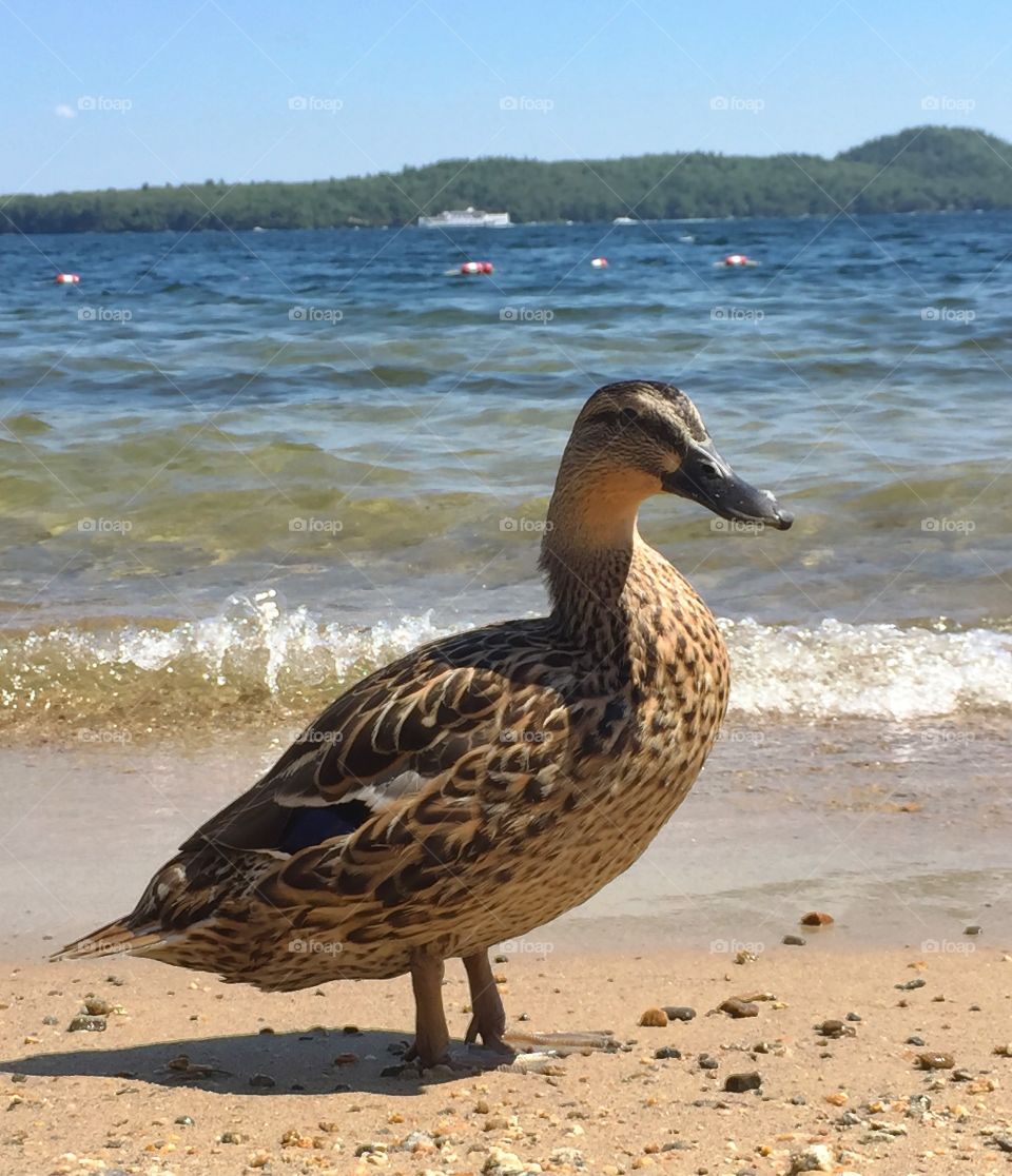 Closeup side view of duck walking on beach 