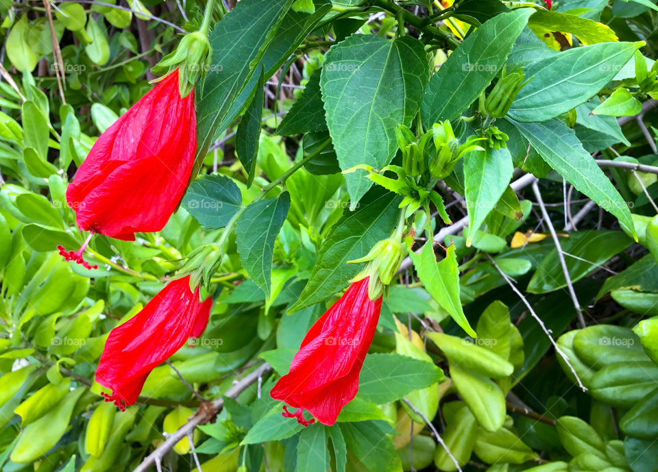 Malvaviscus penduliflorus – Mazapan