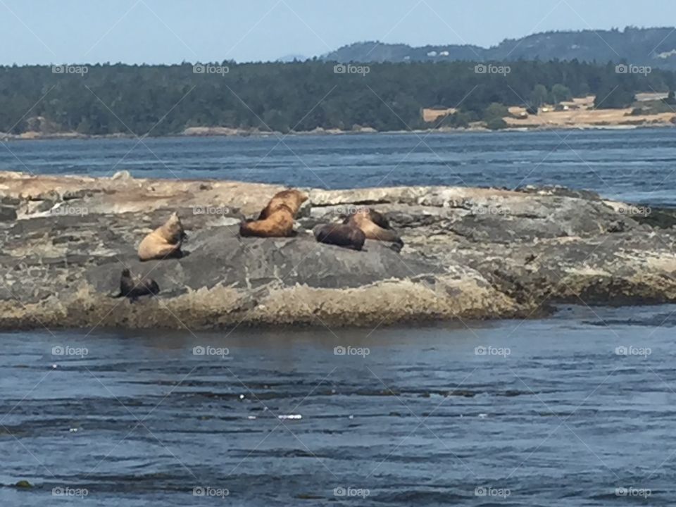 Sea lions in BC 