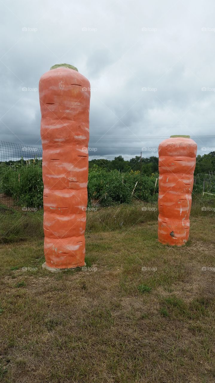 orange giant carrots