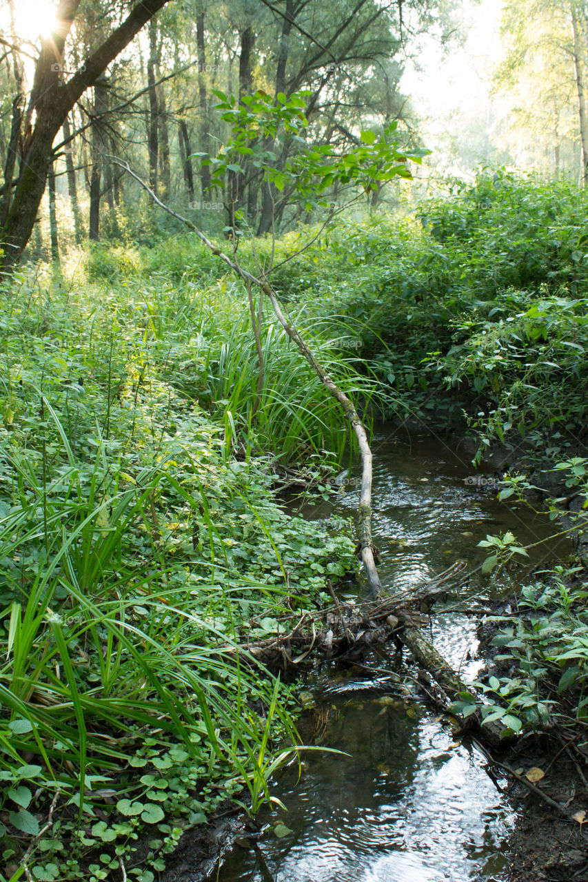 Water, Nature, Wood, Landscape, River