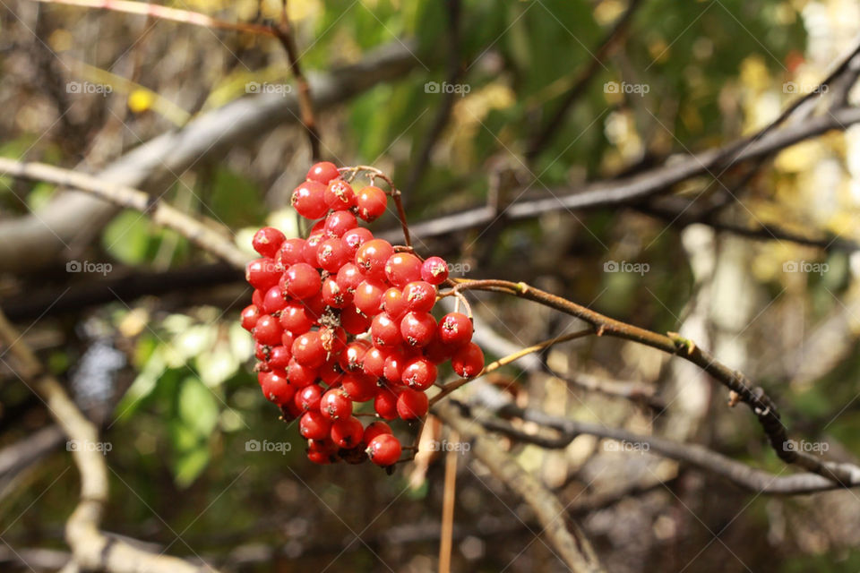 outdoors berries branches hike by lmtrent