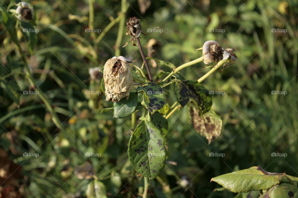 Flower loss