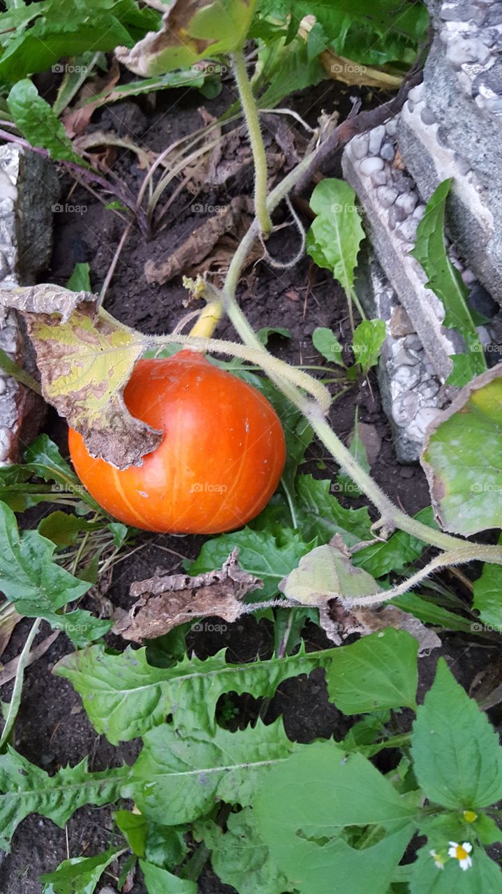 Gibt es Noch ein schöneres Orange.