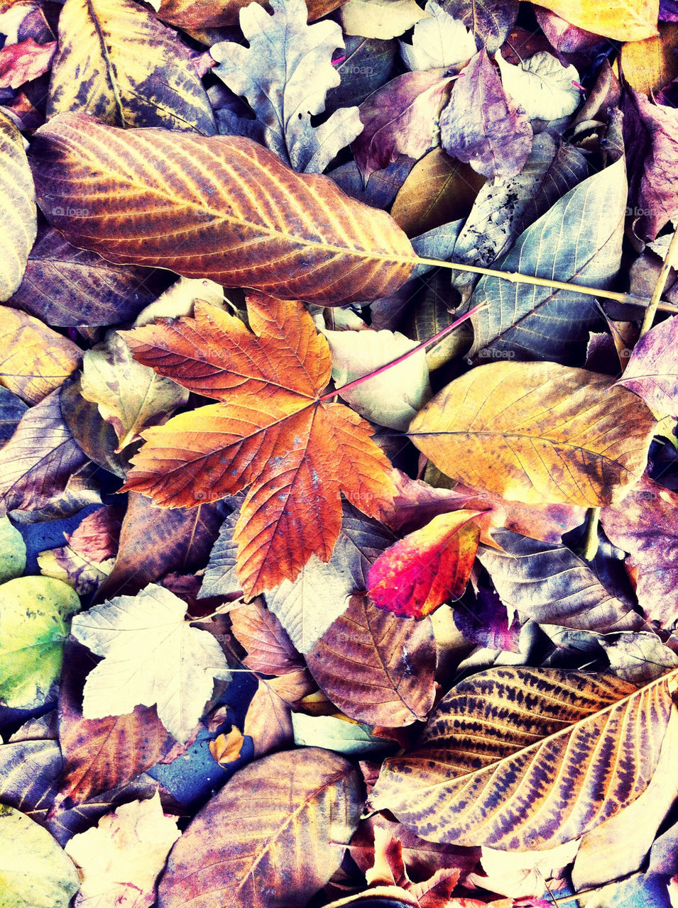 background leaves leaf fall by kuzeytac