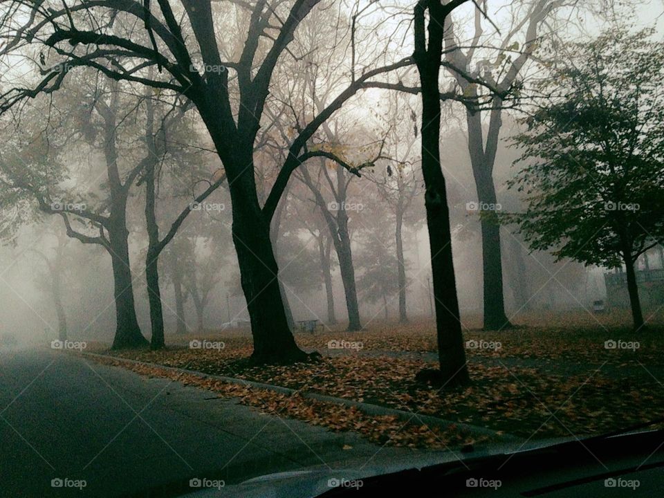 Trees in forest at foggy weather