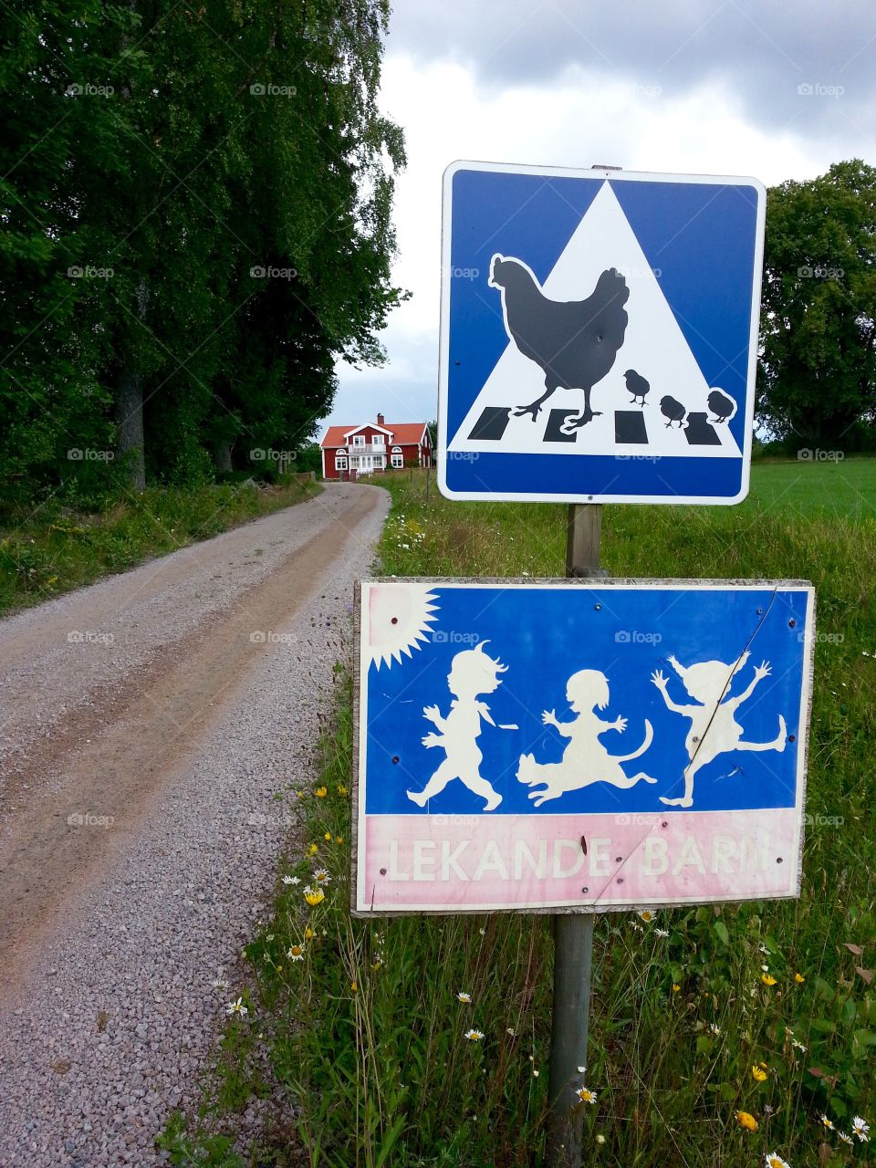 Chicken crossing
