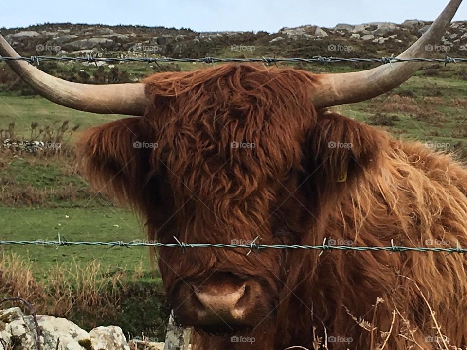 Portrait of a highland cow with the Atlantic Ocean in the background. Picture taken in Connemara County, Iteland