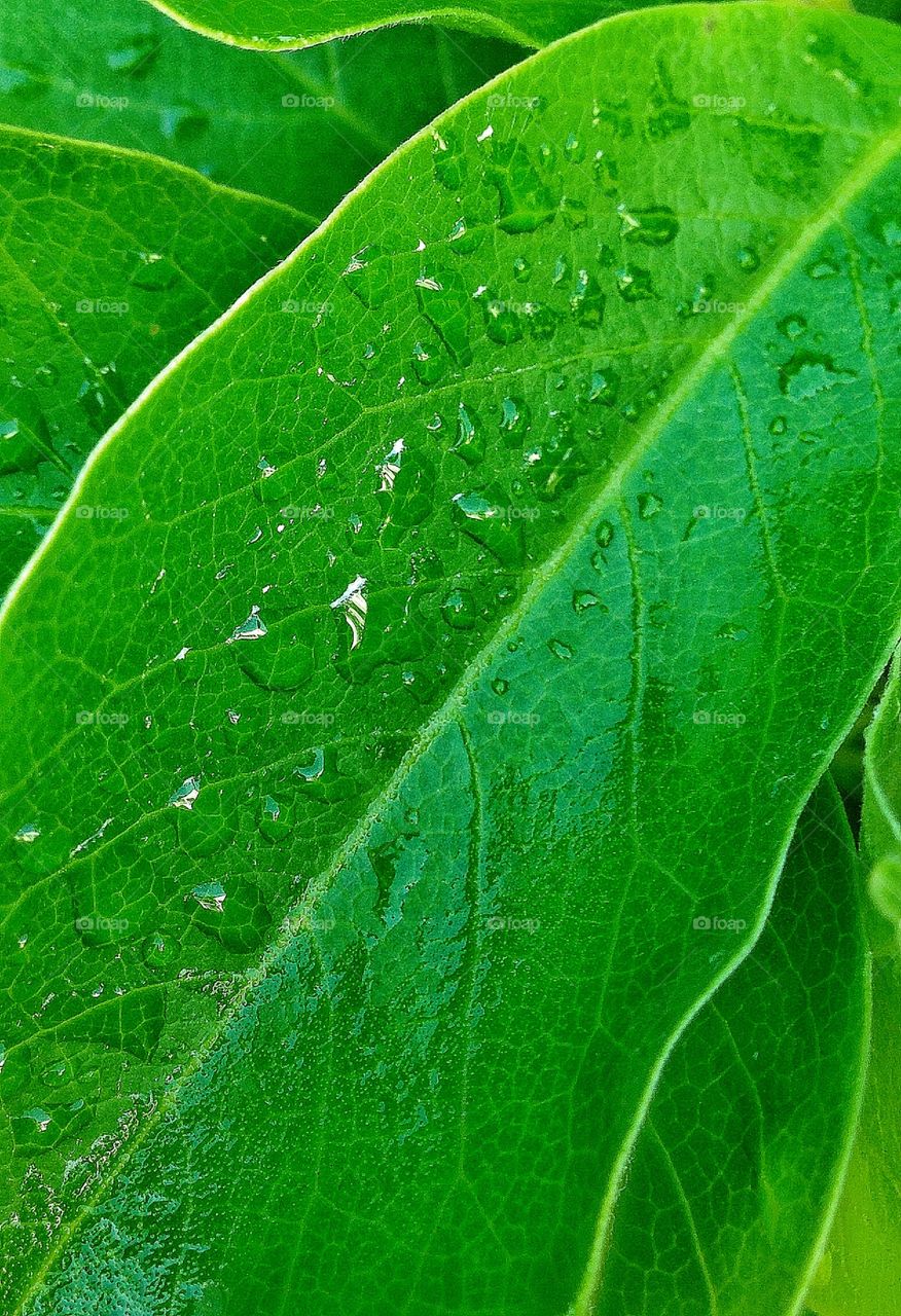 Leaf with dew drops 