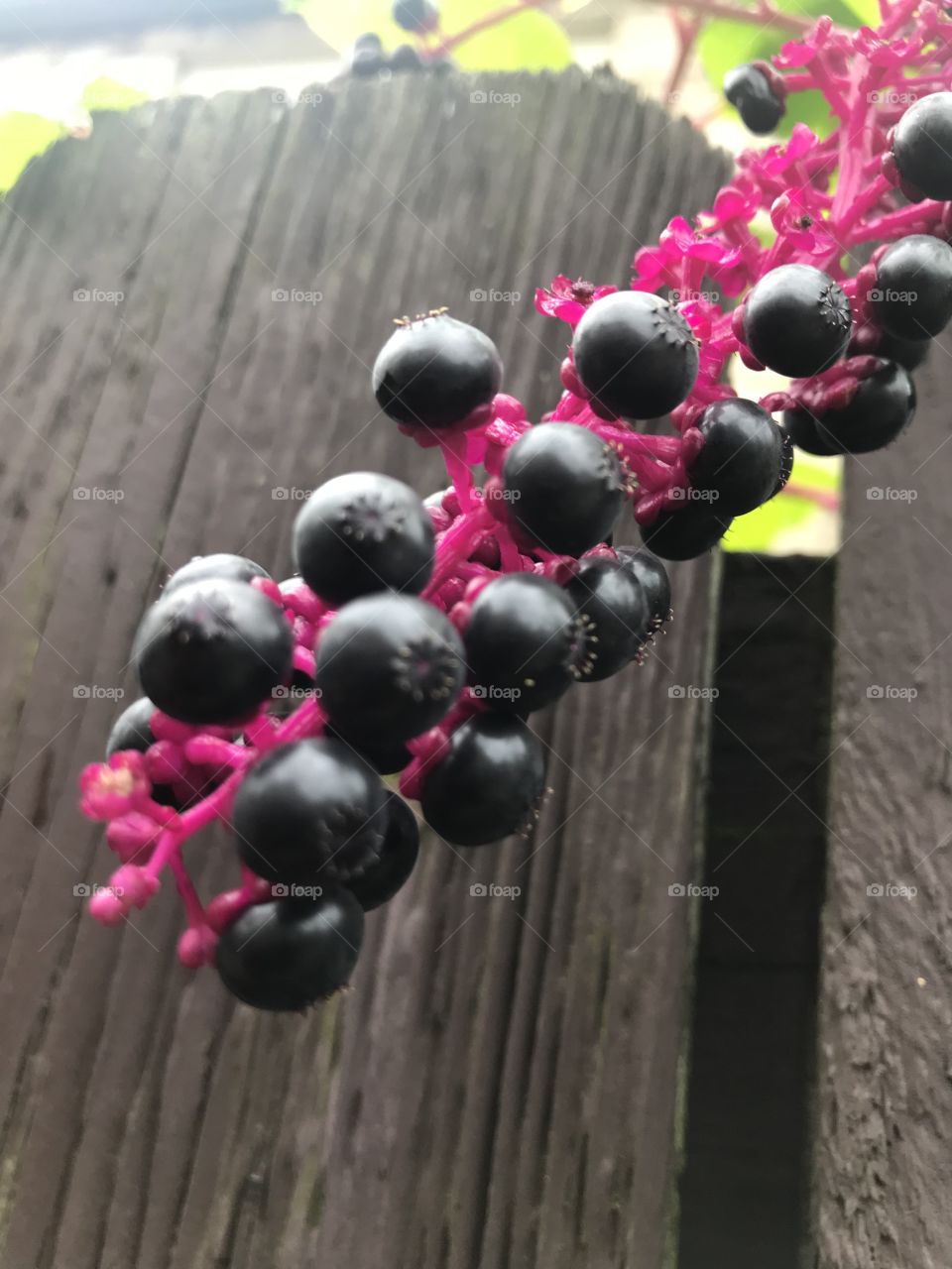 Purple dots on Pink Vines