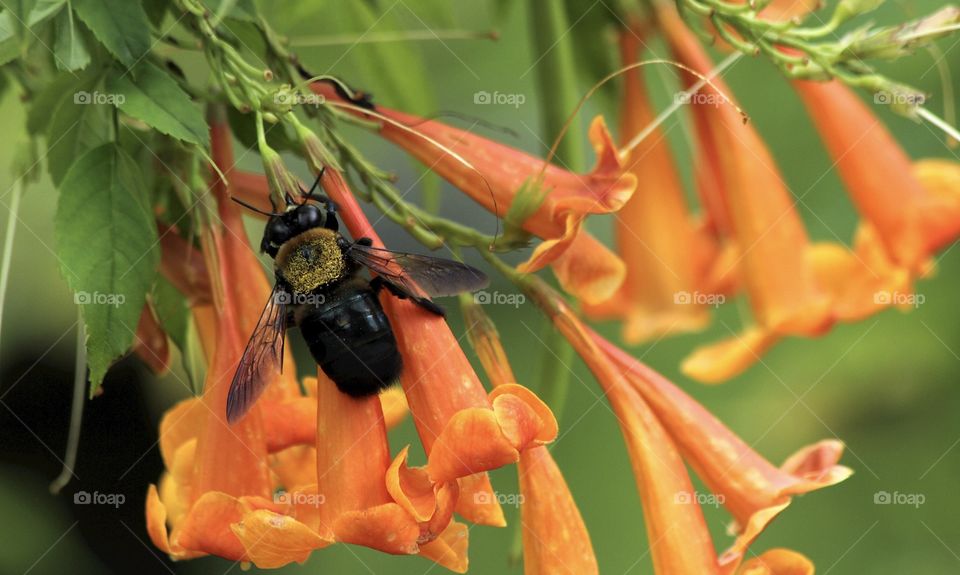 Bee on orange