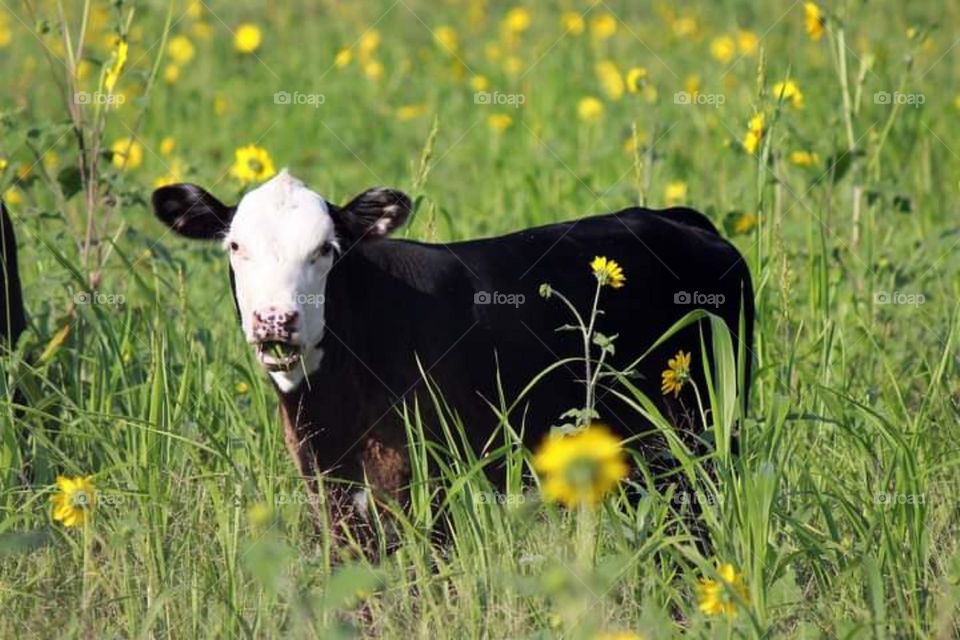 Calf In Flowers
